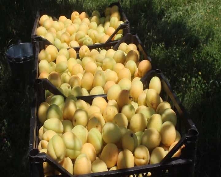 Iğdır’da Sarı Altın Hasadı Başladı