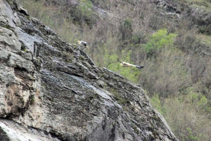 Nesli Tükenmekte Olan Akbabalar Amasya’da Görüldü