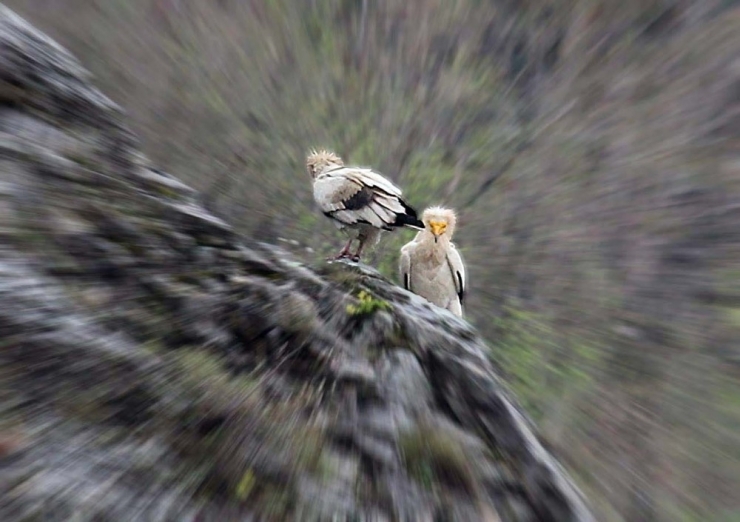 Nesli Tükenmekte Olan Akbabalar Amasya’da Görüldü