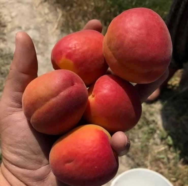 Kayısı Üreticisi Sezonu Mutlu Bitirdi