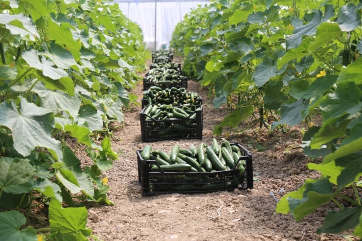 Gürpınar’da Sezonun İlk Sera Hasadı Toplandı