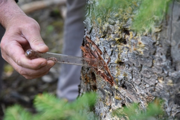 Dumansız Yangınla Biyoteknik Mücadele