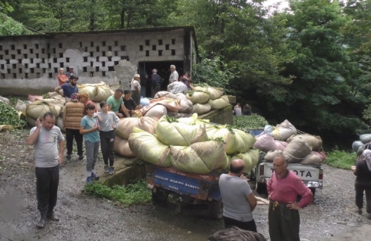 Çaykur Genel Müdür Vekili Alim: "Çayımıza Sahip Çıkmak Zorundayız"
