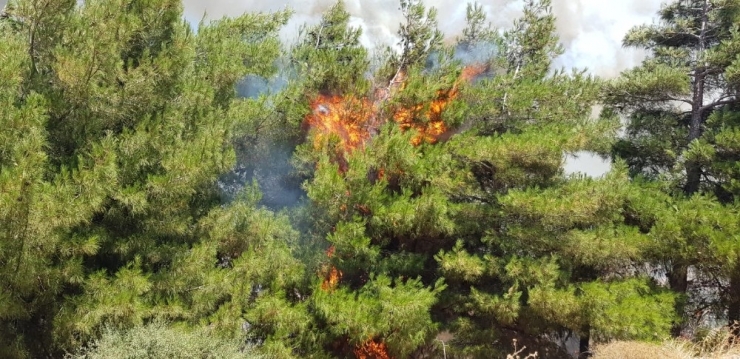 Ormana Atılan Çöpler Yangına Neden Oldu