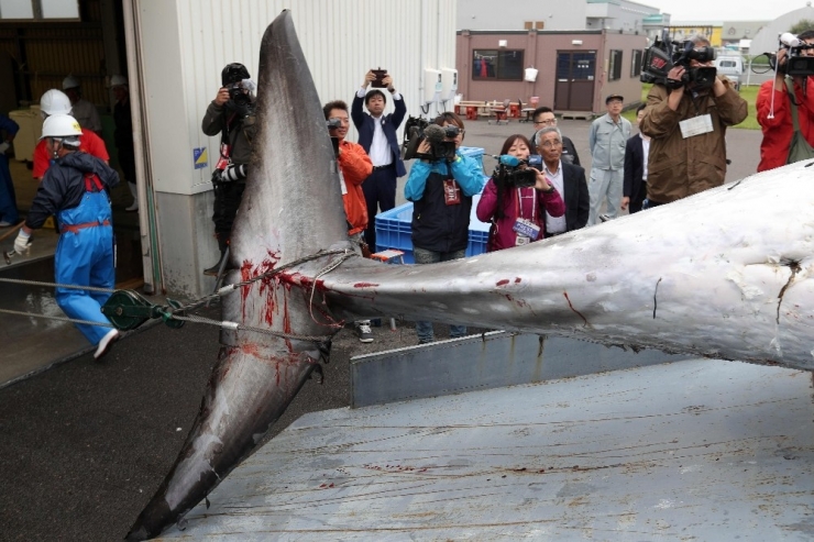 Japonya 31 Yıl Aradan Sonra Ticari Balina Avcılığına Başladı