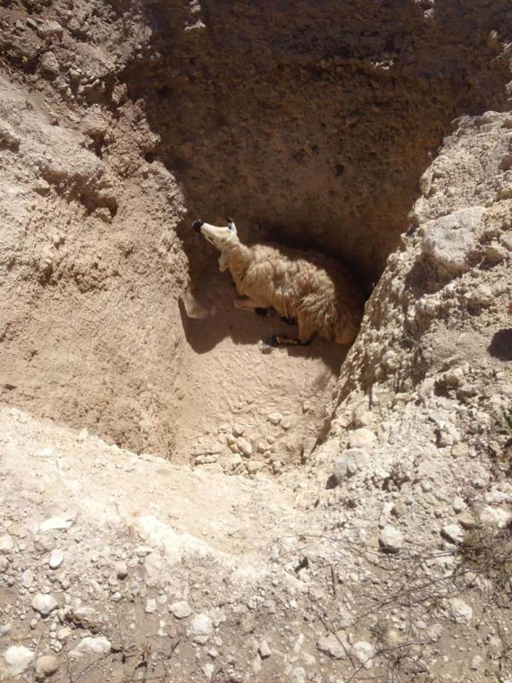 Kayıp Engelli Çocuk Aranırken Çukura Düşen Koyun Kurtarıldı