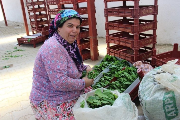 İstanbul’un Yaprağı Manisa’dan