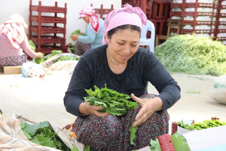 İstanbul’un Yaprağı Manisa’dan
