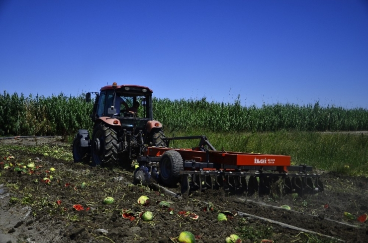 Fiyatı Dip Yapan Karpuz Tarlada Kaldı