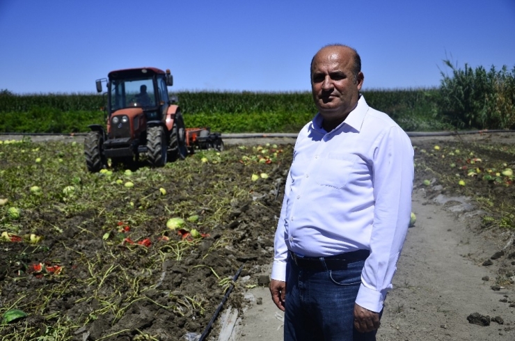 Fiyatı Dip Yapan Karpuz Tarlada Kaldı