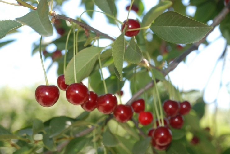 Vişne Fiyatları Çiftçiyi Üzdü