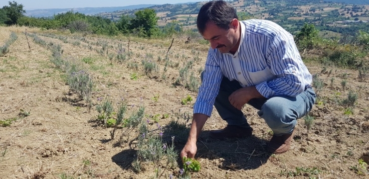 İnegöl Beleddiyesi’nden Tıbbi Aromatik Bitki Yetiştiriciliğine Destek