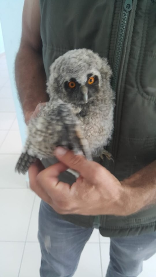 Yaralı Kuşlar Tedavi Altına Alındı