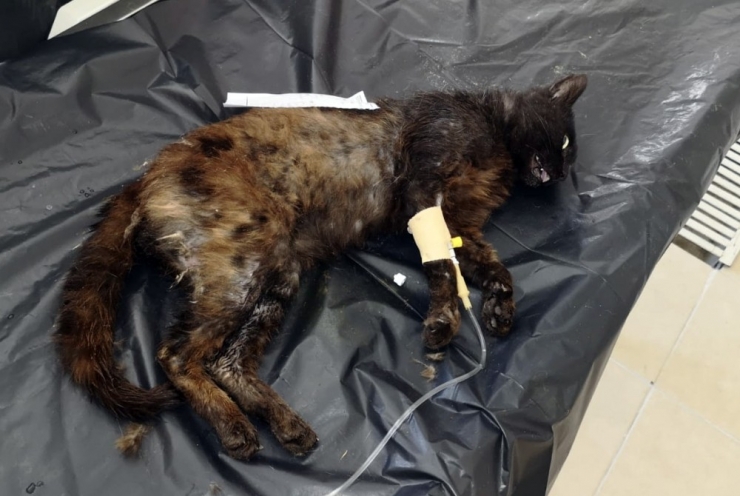 Mahsur Kalan İnek Ve Kedi, İtfaiye Ekipleri Tarafından Kurtarıldı