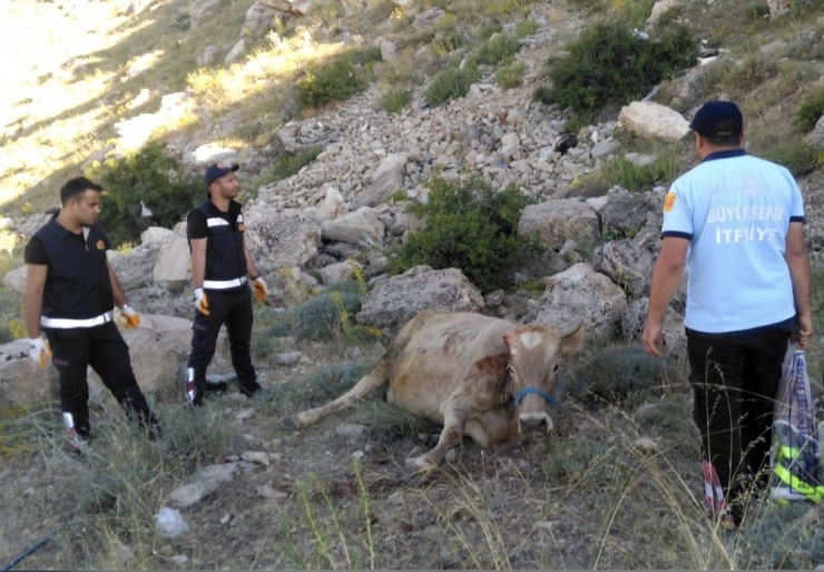 Mahsur Kalan İnek Ve Kedi, İtfaiye Ekipleri Tarafından Kurtarıldı