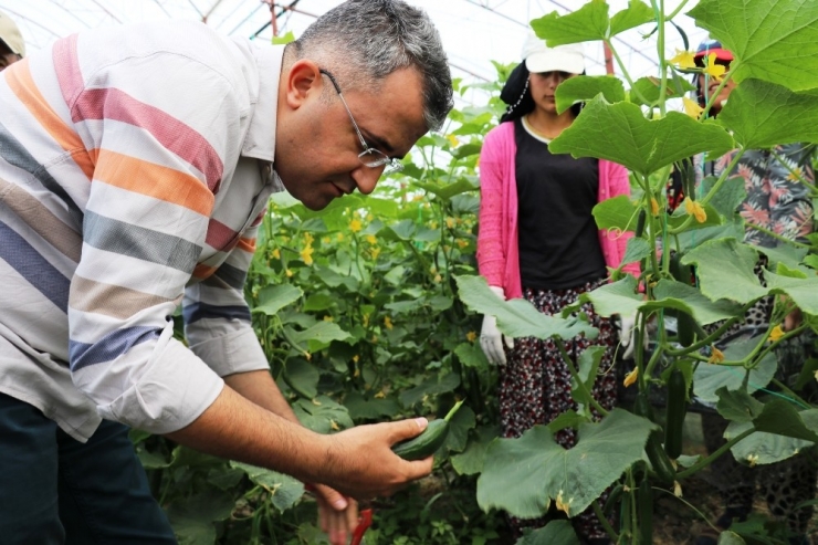 Gevaş’ta Sebze Üretimi