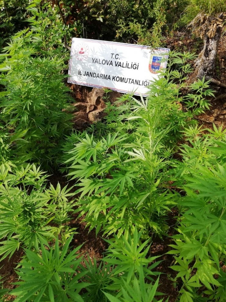 Yalova’da 600 Kök Hint Keneviri Ele Geçirildi