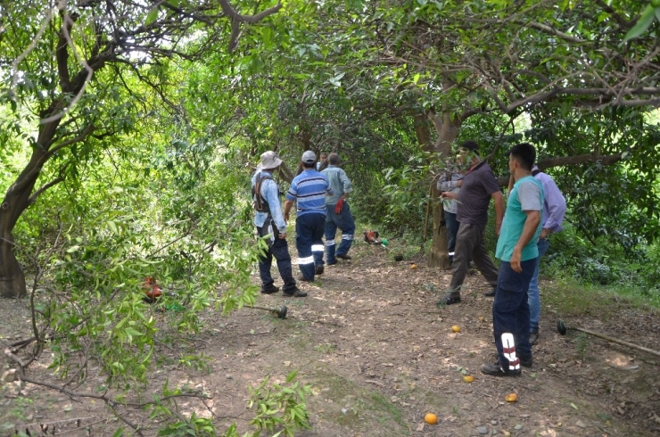 Portakal Bahçesinde Temizlik Yaparken Kenevir Buldular