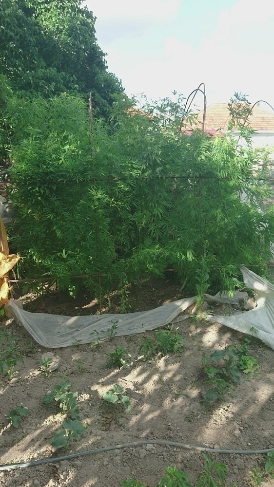 Jandarmadan Kenevir Operasyonu