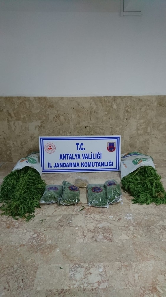 Jandarmadan Kenevir Operasyonu