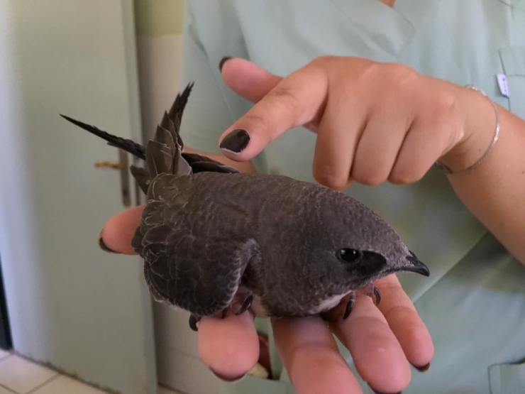 Bitkin Düşen Ebabil Kuşları Tedavi Altına Alındı