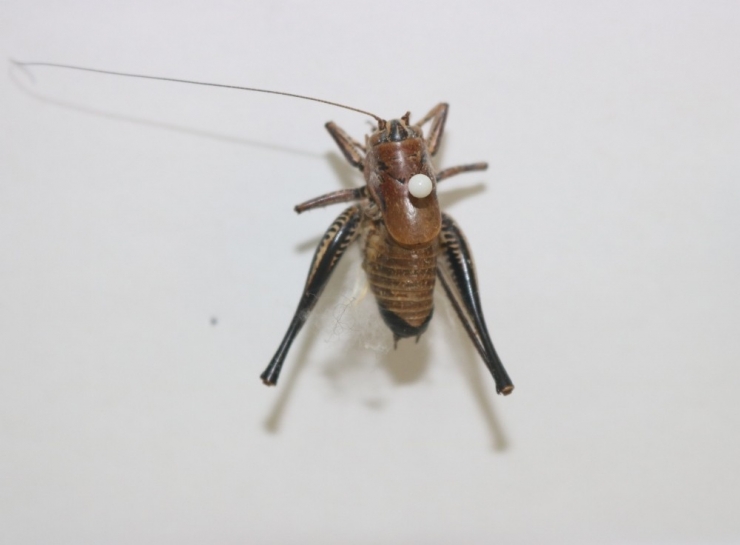 Çekirgeler Çiftçilerin Korkulu Rüyası Oldu