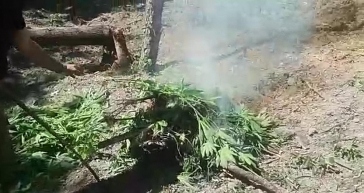 Drone İle Bulunan Ormanlık Alandaki Kenevir Tarlaları İmha Edildi