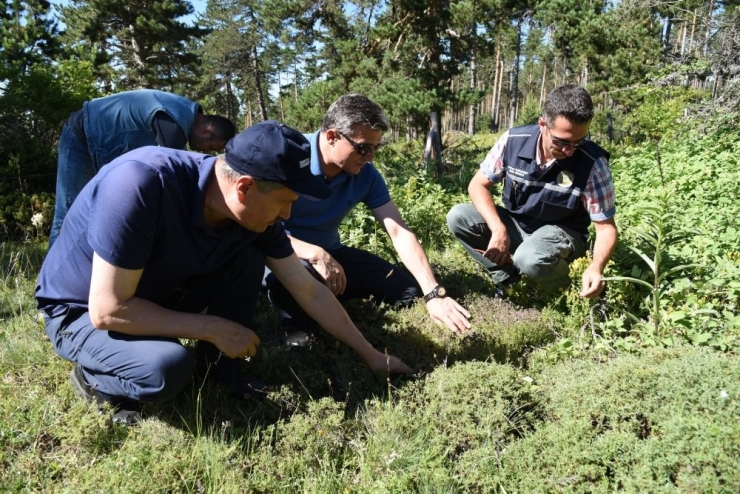 Tıbbi Bitki Toplama Eğitimleri Başladı