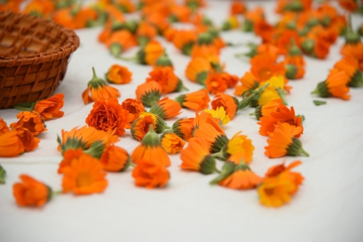 Tıbbi Bitki Toplama Eğitimleri Başladı