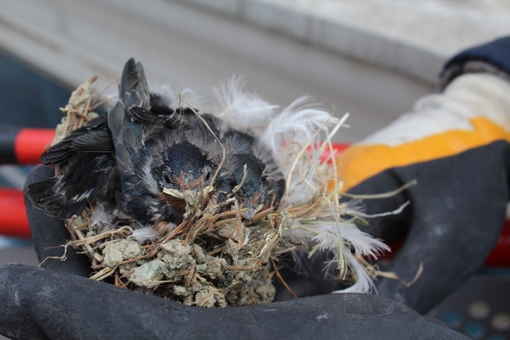 Kuşun Yuvasını Esnafın Dikkati Kurtardı