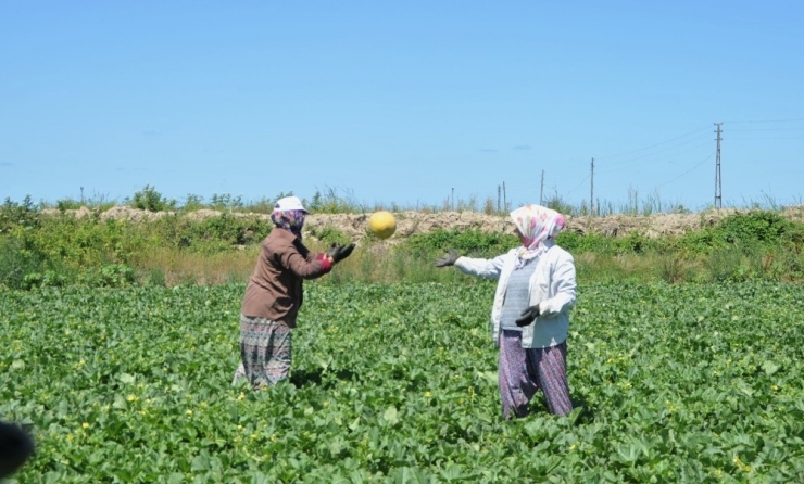 Bafra Ovası’nda Kavun Hasadına Başlandı
