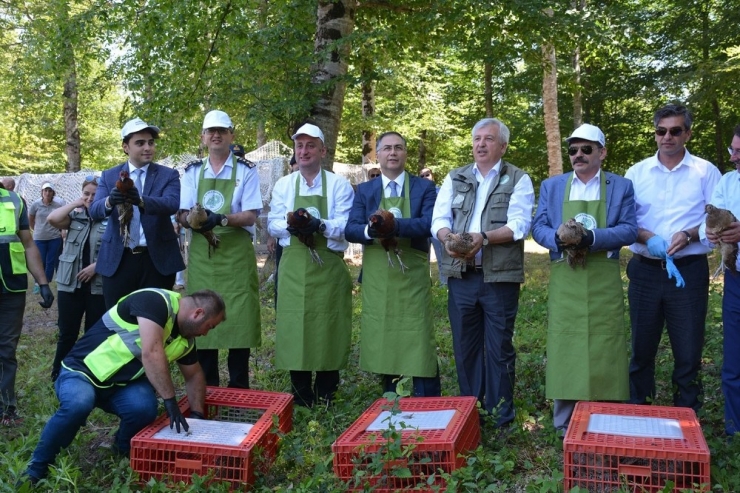 Sinop’ta Doğaya Sülün Salındı
