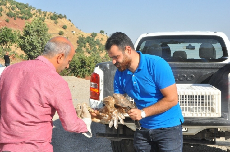 Şırnak’ta Tedavi Edilen Şahinler Doğaya Bırakıldı