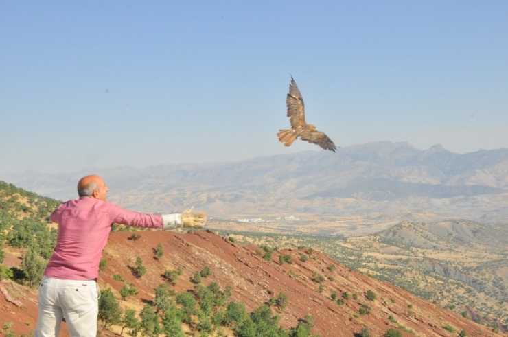 Şırnak’ta Tedavi Edilen Şahinler Doğaya Bırakıldı