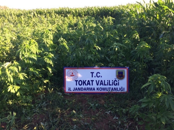 Tokat’ta Mısır Tarlasında Kenevir Operasyonu