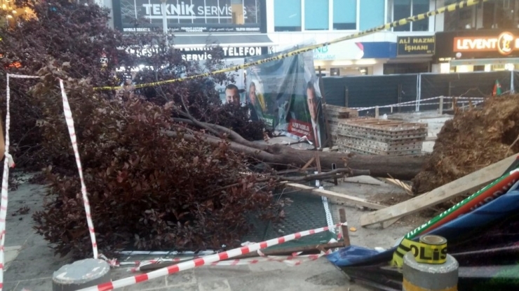 Başkent’te Fırtına Ağaç Devirdi, 3 Kişi Yaralandı