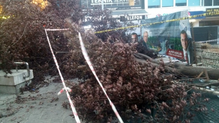 Başkent’te Fırtına Ağaç Devirdi, 3 Kişi Yaralandı