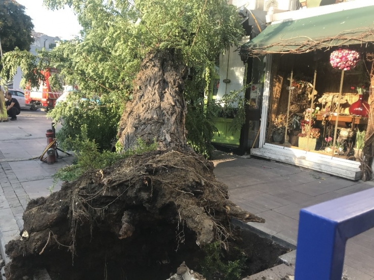 Beşiktaş’ta Devrilen Ağaç Yürekleri Ağza Getirdi