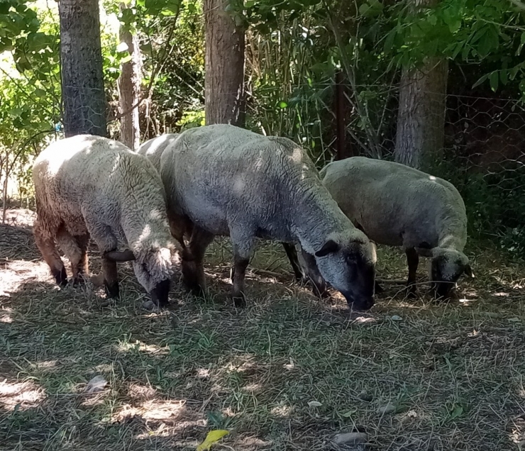 Bu Koyunların Doğmamış Kuzuları Bile Satılıyor