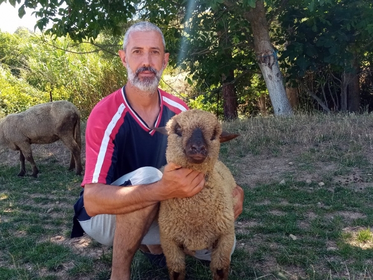 Bu Koyunların Doğmamış Kuzuları Bile Satılıyor