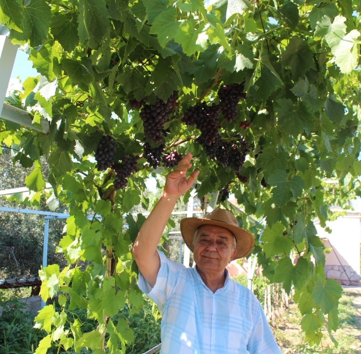 Dünyaca Ünlü Sultaniye Üzüme Alternatif