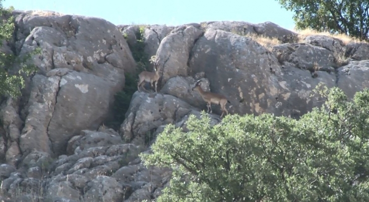 Nesli Tükenmekte Olan Dağ Keçileri Elazığ’da Görüntülendi