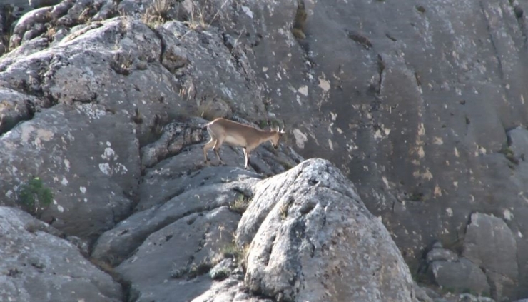 Nesli Tükenmekte Olan Dağ Keçileri Elazığ’da Görüntülendi