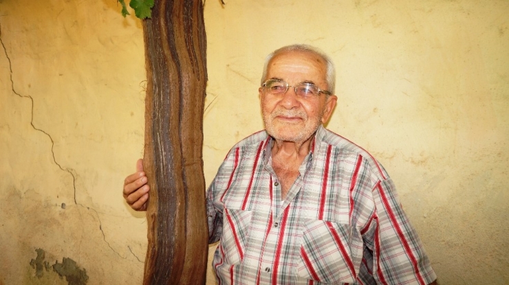 Bir Üzüm Asmasından Bir Tondan Fazla Üzüm Alıyor