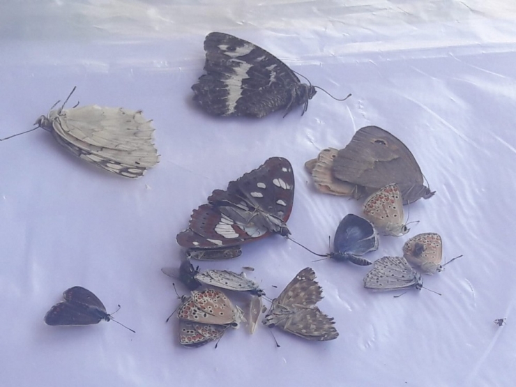 Profesörler Yurt Dışına Kaçırmak İsterken Yakalandı