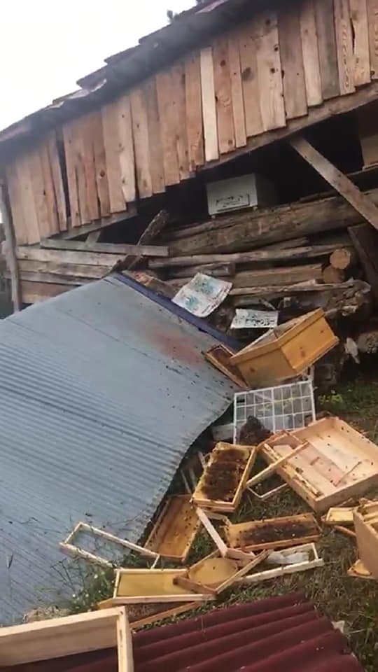 İki Kez Aynı Köye İnen Ayı, Arı Kovanlarını Parçaladı