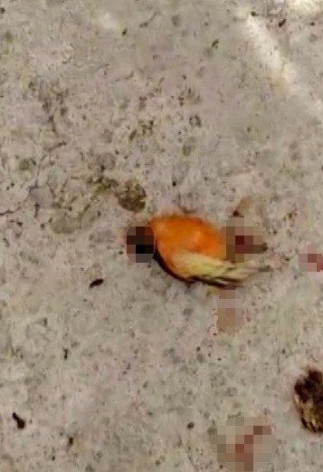 Yılan Civcivleri Ve Kanaryaları Yuttu