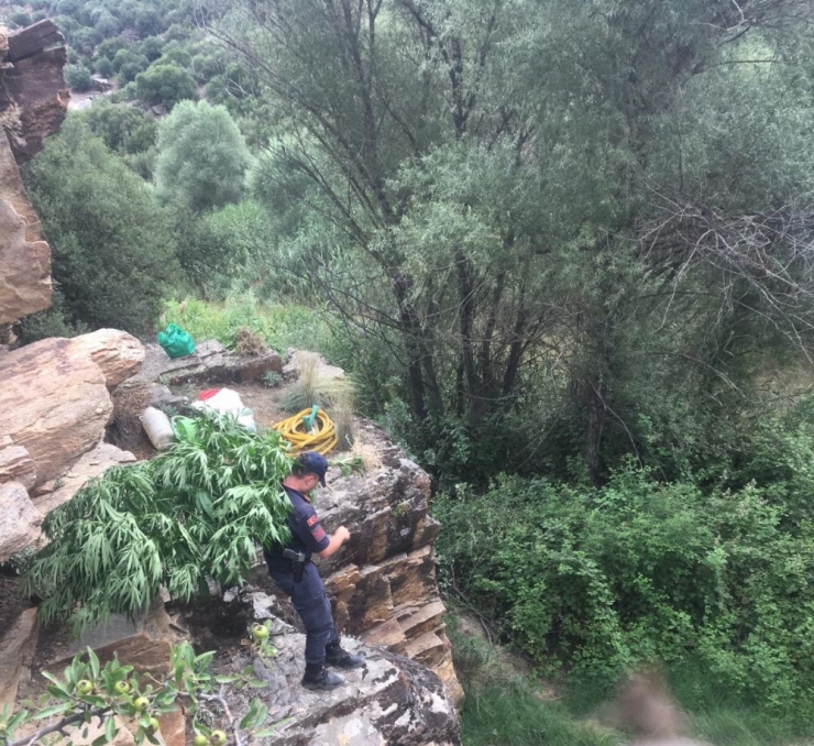 Kenevirleri Sularken Suçüstü Yakalandı