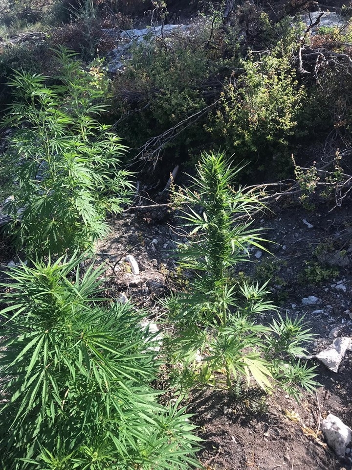 Selendi’de 280 Kök Hint Keneviri Ele Geçirildi