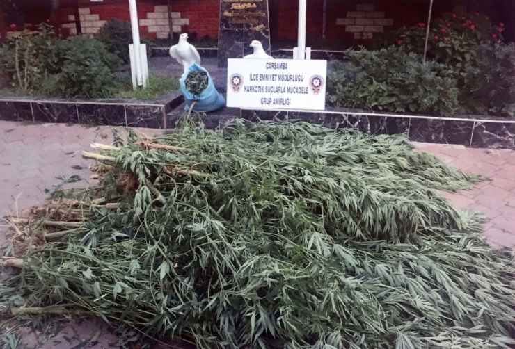 77 Yaşındaki Şahıs Kenevir Operasyonunda Gözaltına Alındı